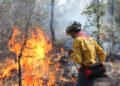 Atienden 50 combatientes seis incendios forestales en Chihuahua