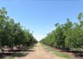 Impulsa UACH investigación innovadora para mejorar el uso del agua y la productividad del nogal pecanero en Chihuahua.