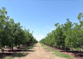 Impulsa UACH investigación innovadora para mejorar el uso del agua y la productividad del nogal pecanero en Chihuahua.