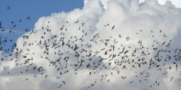 Fortalecen UACH y Pronatura Noreste colaboración para la conservación de murciélagos.