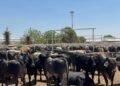 Celebra Secretaría de Desarrollo Rural próxima reapertura a la exportación de ganado chihuahuense a Estados Unidos